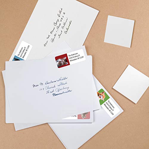 Customized Personalized Address Labels - Made in The USA by Kenco (250 Labels, Kittens) - color: Kittens, size: 250 Labels