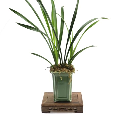 Wooden Display Stand Base 6.69" x 4.33" Rectangle Wood Carved Pedestal Oriental Style Home Decoration for Vase, Flower Pots, Teapot, Table Lamp, Fishbowl - style: Rectangle