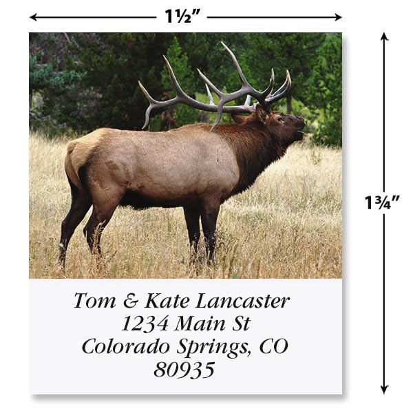 Bugling Elk Square Return Address Labels - Set of 144 1-1/8" x 2-1/4" Self-Adhesive, Flat-Sheet Labels - style: Elk