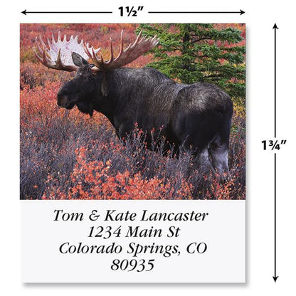 Moose Square Return Address Labels - Set of 144 1-1/8" x 2-1/4" Self-Adhesive, Flat-Sheet Labels - style: Moose