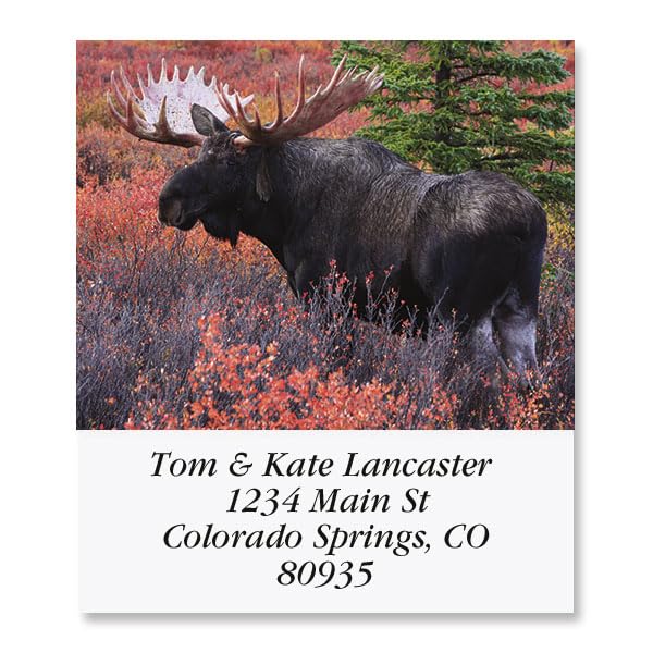 Moose Square Return Address Labels - Set of 144 1-1/8" x 2-1/4" Self-Adhesive, Flat-Sheet Labels - style: Moose