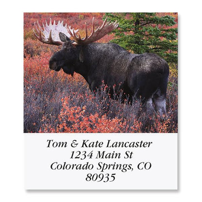 Moose Square Return Address Labels - Set of 144 1-1/8" x 2-1/4" Self-Adhesive, Flat-Sheet Labels - style: Moose